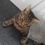 Foto del gato perdido en Le Fouilloux