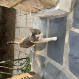 Foto del gato perdido en Villeparisis