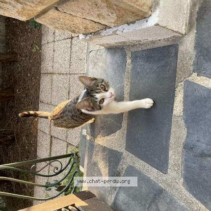Foto 1/1 BAHIA Chat perdido en Villeparisis