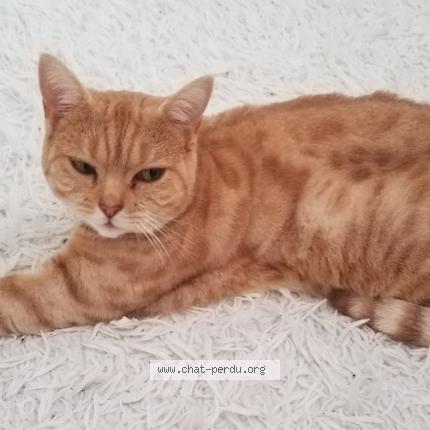 Foto 1/1 Dune Chat perdido en Champniers