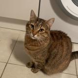 Foto del gato perdido en Marseille