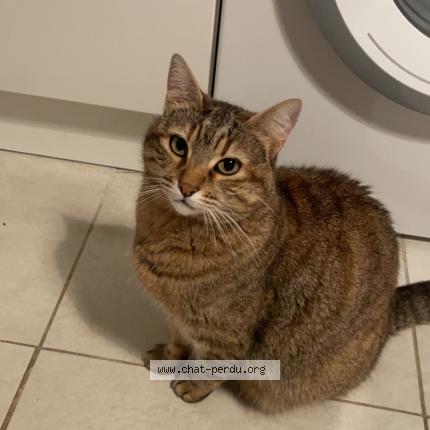 Foto 1/1 Happy Chat perdido en Marseille