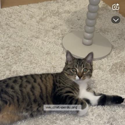 Foto 1/1 Nala Chat perdido en Coullons