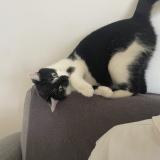 Foto del gato perdido en Bretteville Sur Odon