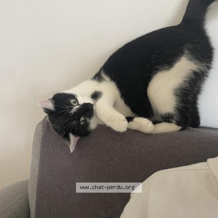 Foto 1/1 Zirah Chat perdido en Bretteville sur odon