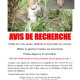 Foto del gato perdido en Caromb