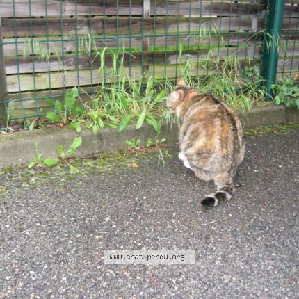 Foto 2/4 Titine Chat perdido en Caromb