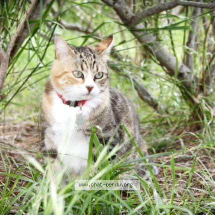 Foto 3/4 Titine Chat perdido en Caromb