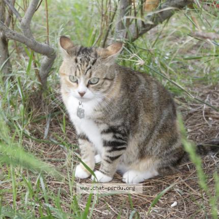 Foto 4/4 Titine Chat perdido en Caromb