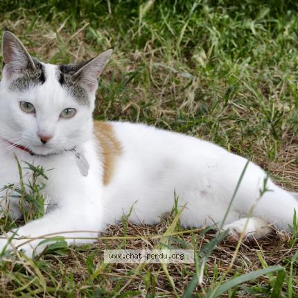 Foto 2/4 Popcorn Chat perdido en Caromb