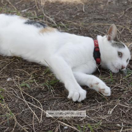 Foto 3/4 Popcorn Chat perdido en Caromb