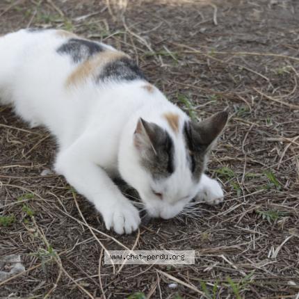 Foto 4/4 Popcorn Chat perdido en Caromb