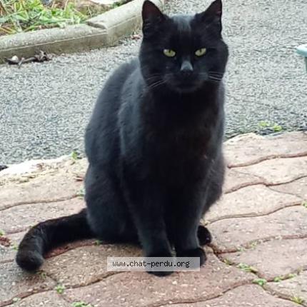 Foto 1/1 Gato encontrado Encontrado en Villie morgon