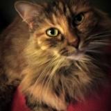 Foto del gato perdido en Hasnon