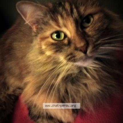 Foto 1/1 P&eacute;pette Chat perdido en Hasnon