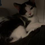 Foto del gato perdido en Nantes