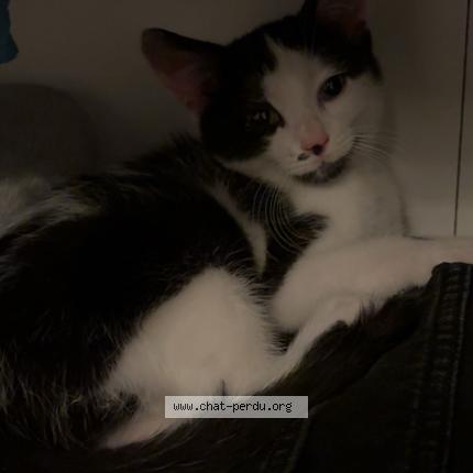 Foto 1/1 Chems Chat perdido en Nantes