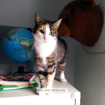 Foto 1/1 Marguerite Chat perdido en Bailleul