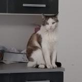 Foto del gato perdido en Libourne