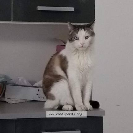 Foto 1/1 Lily Chat perdido en Libourne