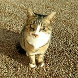 Foto de gato encontrado en Aix En Provence