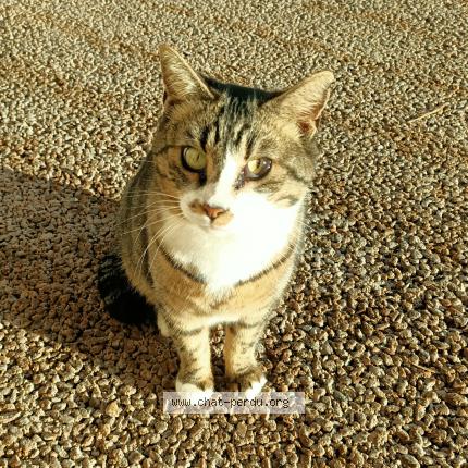 Foto 1/1 Gato encontrado Encontrado en Aix en provence