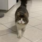 Foto del gato perdido en Vignacourt