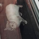 Foto de gato encontrado en Graces