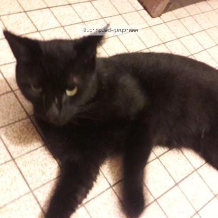 Foto 1/1 Ugo Chat perdido en Oloron ste marie