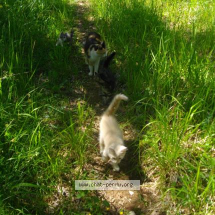 Foto 1/1 Cr&eacute;cr&egrave;me Chat perdido en Souillac