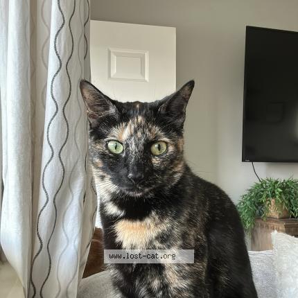 Foto 1/1 Nori Chat perdido en Warren