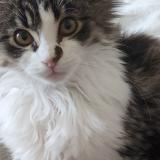 Foto del gato perdido en Montceau Les Mines