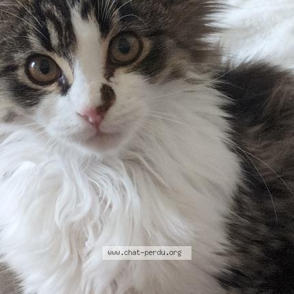 Foto 1/1 Delta Chat perdido en Montceau les mines