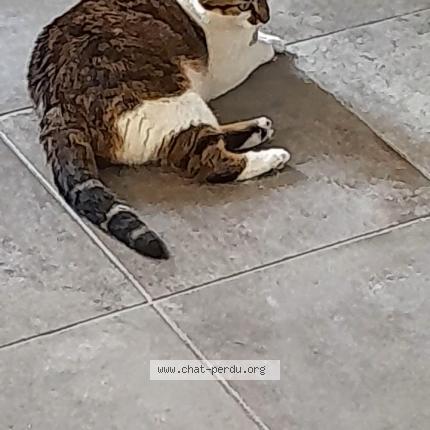 Foto 1/1 Titou Chat perdido en La buissiere