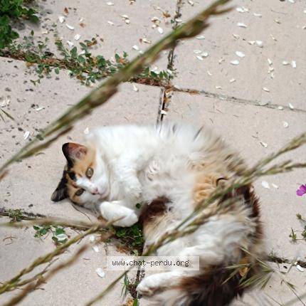 Foto 1/1 Duchesse Chat perdido en Sumene