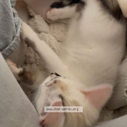 Foto 1/1 amaya Chat perdido en Gruissan