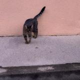 Foto de gato encontrado en Toulouse