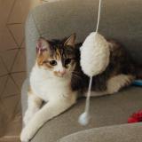 Foto del gato perdido en Saint Cyr Sur Loire