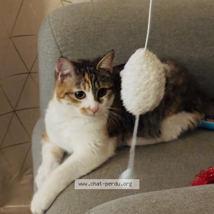Foto 1/1 Pécan Chat perdido en Saint cyr sur loire