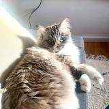 Foto del gato perdido en Cornillon