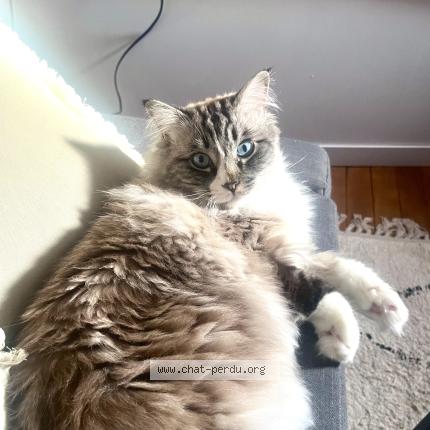 Foto 1/1 Perceval Chat perdido en Cornillon