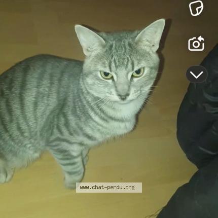 Foto 1/1 vagabon Chat perdido en Laval