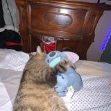 Foto del gato perdido en Anizy Le Grand