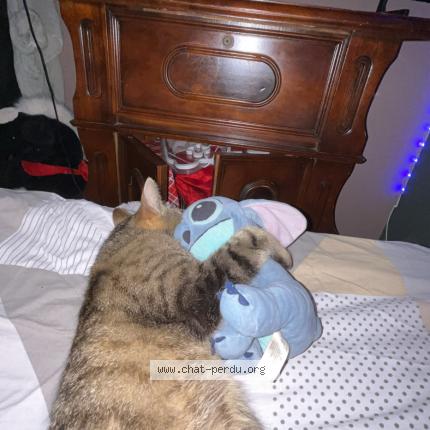 Foto 1/1 Minnete Chat perdido en Anizy le grand