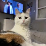 Foto del gato perdido en Cercier