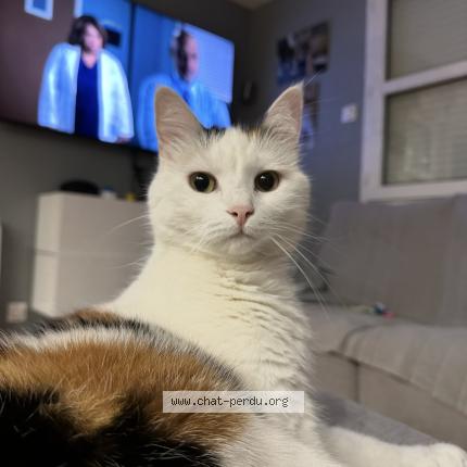 Foto 1/1 Poupette Chat perdido en Cercier