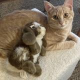 Foto del gato perdido en Nantes