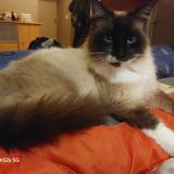 Foto de gato encontrado en Landes