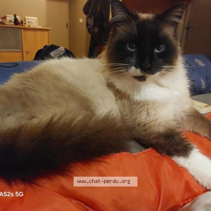 Foto 1/1 Gato encontrado Encontrado en Landes