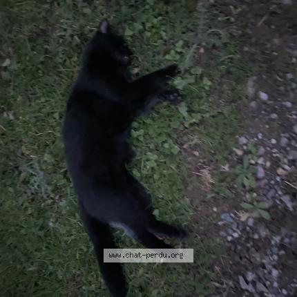 Foto 1/1 Gato encontrado Encontrado en Bretteville sur odon